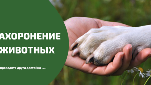 Усипляння тварин